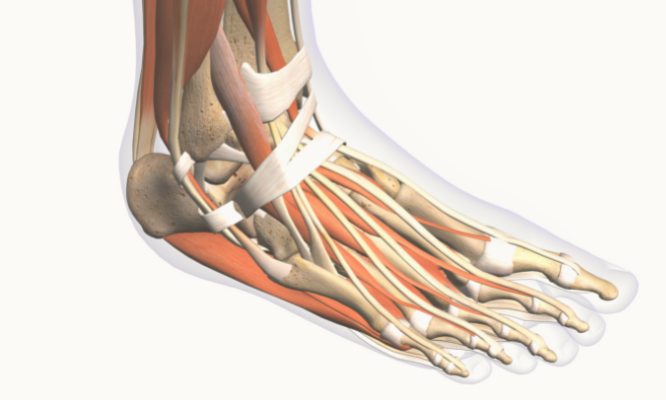 Anatomy of the Foot and Its Role in the Development of Hammertoes. Diagram of a foot that shows the anatomy.